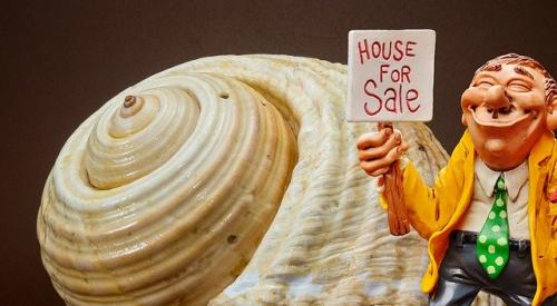 Snail for Sale Home