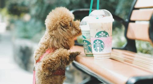 Dog standing up at park bench trying to lick starbucks drinks