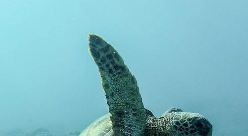turtle_swimming_underwater