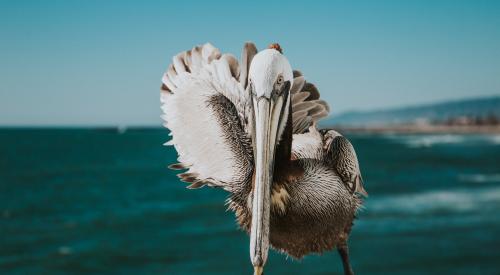 White pelican