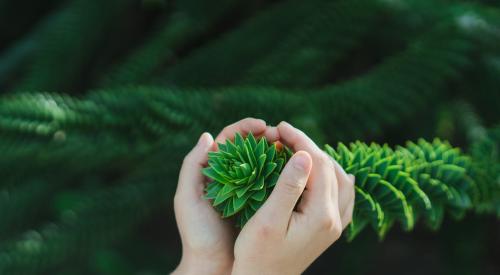 Holding a plant